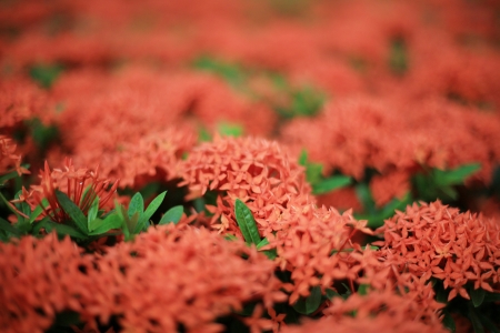 Chinese ixoraの写真素材