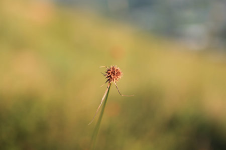 flower head