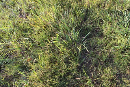 grassのeditorial素材