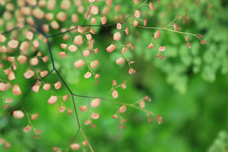 nature viewの写真素材