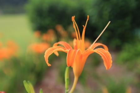 lily の写真素材