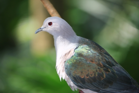 Chalcophaps indicaの写真素材