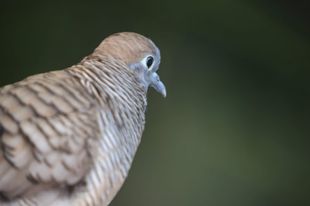 Geopelia striataの写真素材