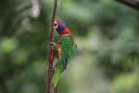 Colorful Bird