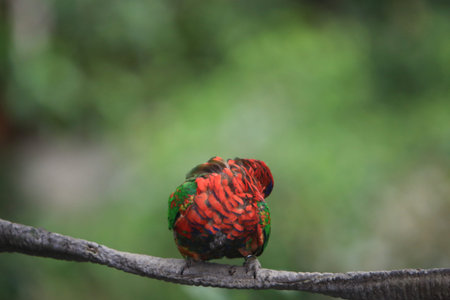 bird