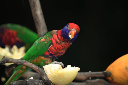 Colorful Birdの写真素材