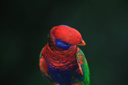 Colorful Bird
