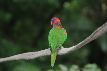 Colorful Parrotの写真素材