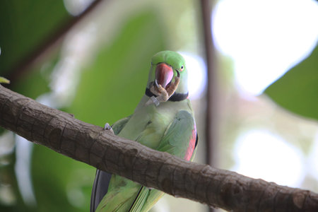 Colorful Parrot 