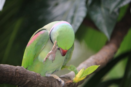 Colorful Parrot の写真素材
