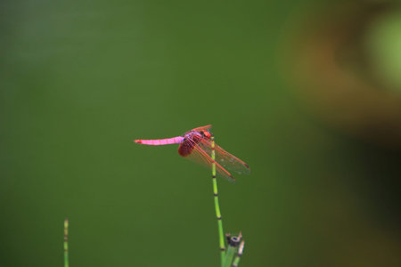 Dragonfly の写真素材