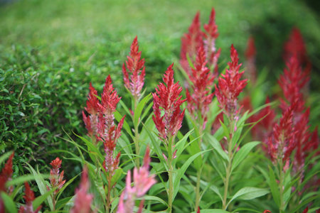 flower bed