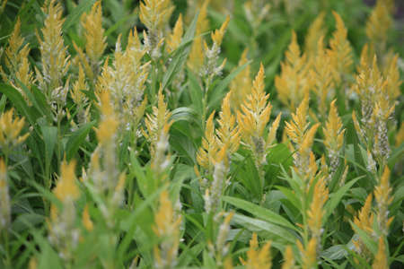 flower bedの写真素材