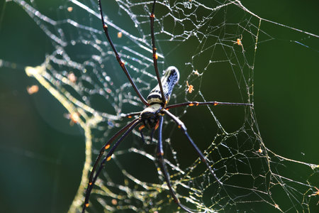 Spiderの写真素材