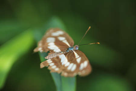 butterflyの写真素材