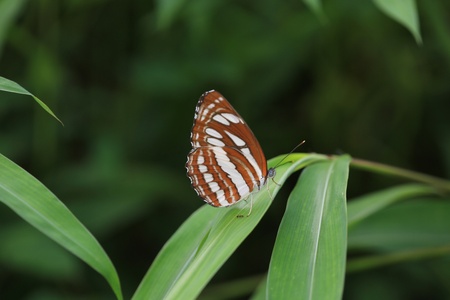 butterflyの写真素材