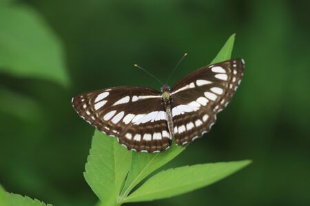 butterflyの写真素材