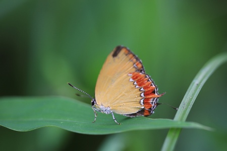 butterflyの写真素材