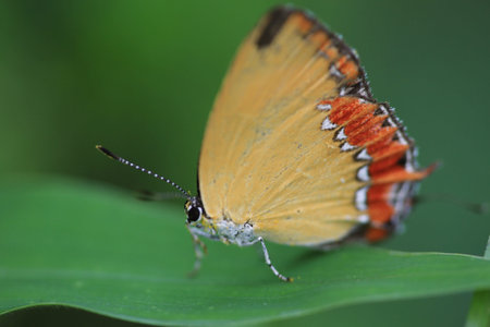 butterflyの写真素材