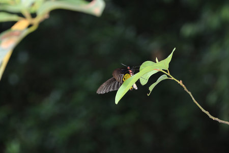 butterfly