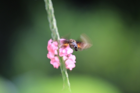 Macroglossum Insipidaの写真素材
