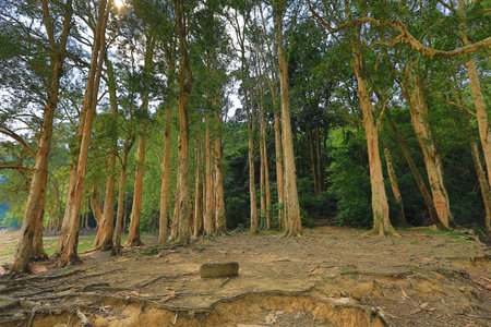 trees