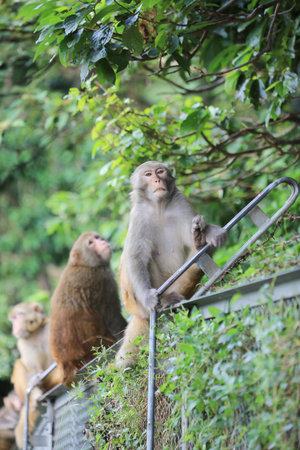 monkey