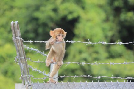 monkeyの写真素材