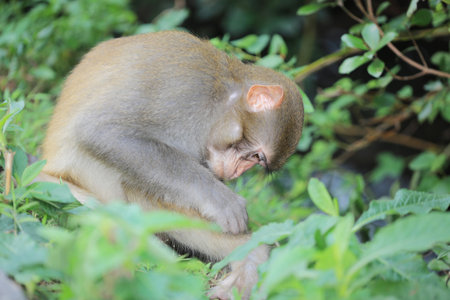 monkey