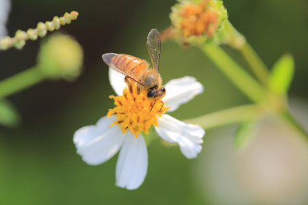 bee