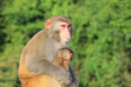 monkey
