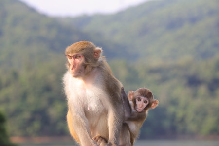 monkey