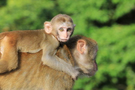 monkeyの写真素材