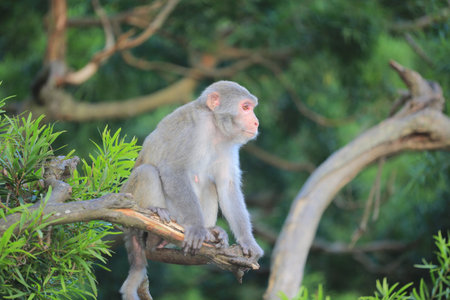 monkey