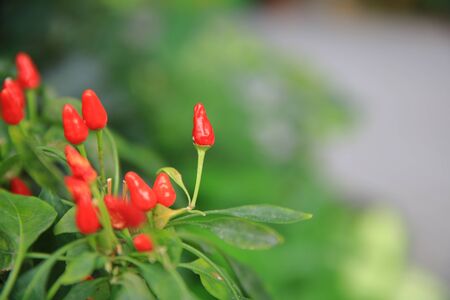 red flowerの写真素材