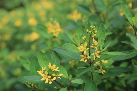 yellow flowerの写真素材