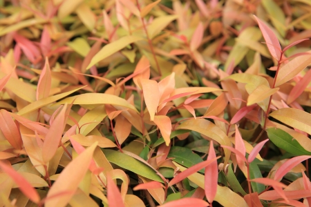 yellow leafの写真素材