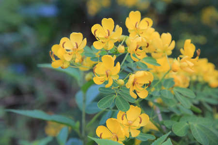 yellow flowerの写真素材
