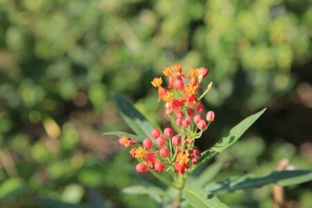 orange flwoerの写真素材