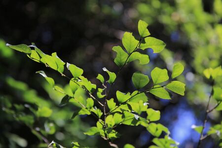 Vibrant Green Background Of Lush Foliage の写真素材