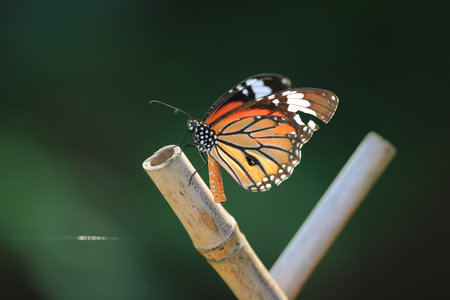 butterflyの写真素材