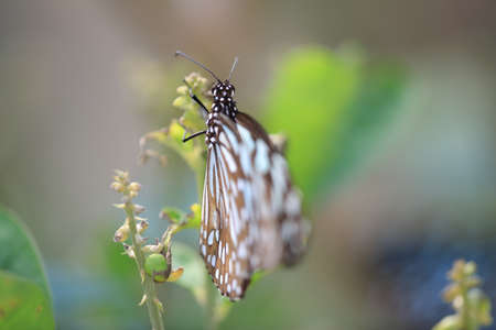 butterflyの写真素材