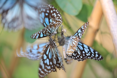 butterflyの写真素材