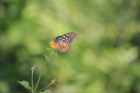 butterfly