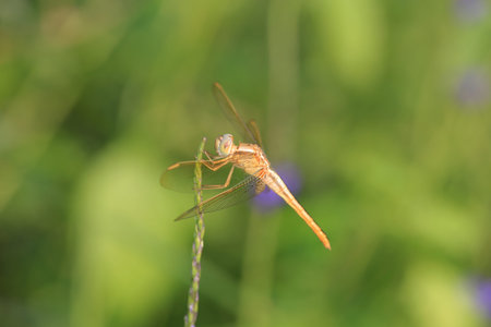 Dragonflyの写真素材