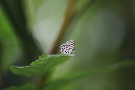 Taraka hamada