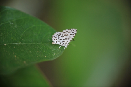 Taraka hamadaの写真素材