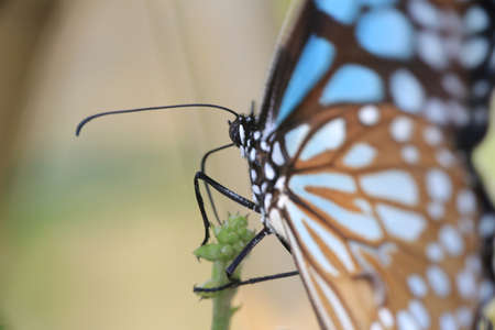 butterflyの写真素材