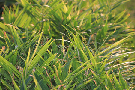 grass