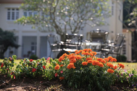 gardenの写真素材